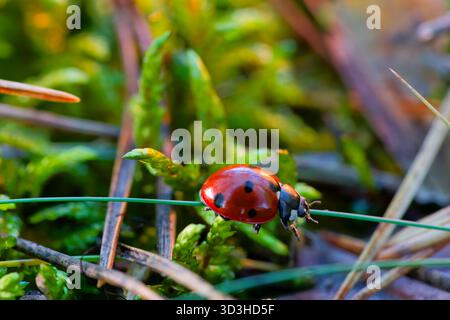 Macro Ladybug sur Green Moss. Gros plan d'une coccinelle à sept points grimpant sur une lame d'herbe Banque D'Images