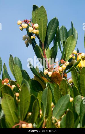 Fraise Tree Arbutus unedo fleurs et feuilles Banque D'Images