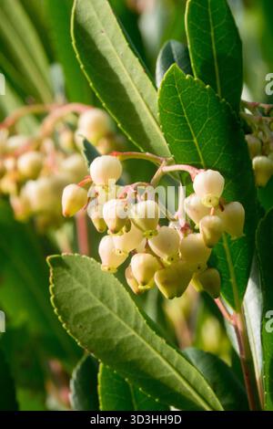 Fraise Tree Arbutus unedo fleurs et feuilles de près Banque D'Images