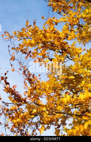 Feuillage de hêtre européen en automne Banque D'Images