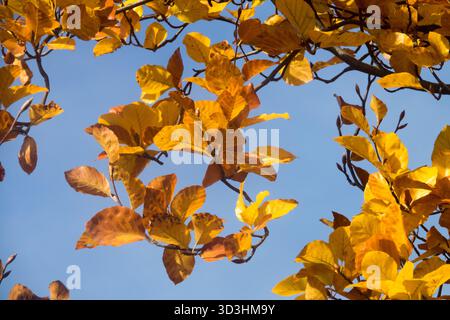 Feuilles de hêtre européennes d'automne Banque D'Images