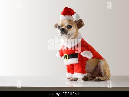 Chihuahua chien habillé dans un costume de Père Noël et chapeau assis sur une base et fond gris. Vue de face. Banque D'Images