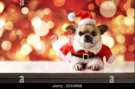 Chihuahua chien habillé en Père Noël avec costume et chapeau, couché sur une base blanche et un fond avec bokeh rouge. Vue de face. Banque D'Images