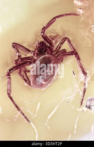 Inclusion d'araignée complète parfaitement préservée dans un fossile d'ambre Baltique transparent montrant le corps et les jambes détaillés Banque D'Images