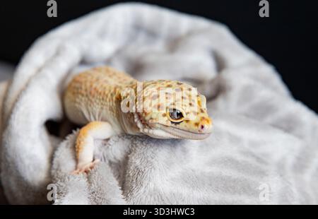 Mignon gecko pour animaux de compagnie relaxant dans un tissu confortable. Gros plan lézard Banque D'Images