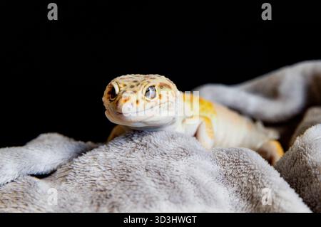 Reptile sympathique reposant dans un environnement chaleureux et réconfortant. Gros plan lézard Banque D'Images