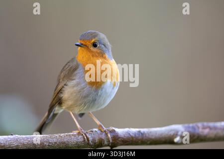 Gros plan détaillé d'un oiseau rouge-gorge sauvage britannique (Erithacus rubecula) perché isolé sur une petite branche, la tête regardant sur le côté. Banque D'Images