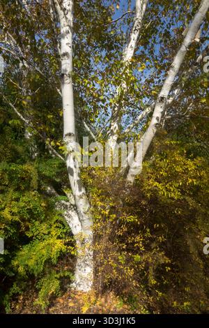 Bouleau blanc de l'Himalaya Betula jacquemontii Banque D'Images