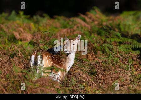 Un jackdaw (Corvus monedula) perché sur le dos d'un cerf en jachère (Dama dama), nettoyant autour de son œil dans le pré d'automne, Royaume-Uni Banque D'Images