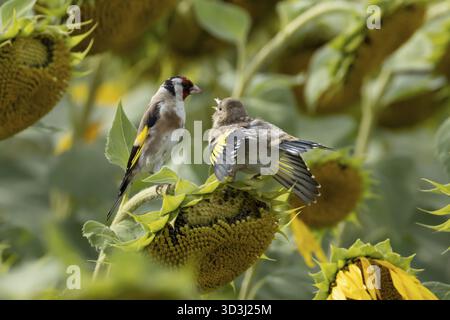 Orfèvre d'Europe (Carduelis carduelis) oiseau adulte nourrissant un bébé juvénile naissant sur une tête de graines de tournesol dans un champ de tournesols, Angleterre, Unite Banque D'Images
