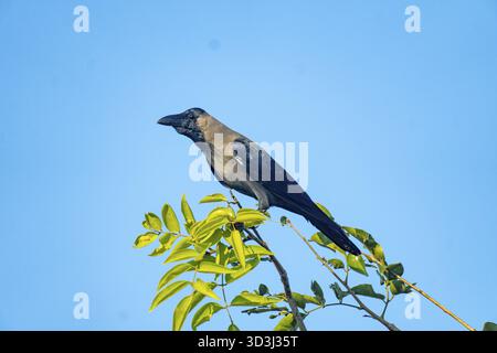 Un corbeau (Corvus splendens) est assis sur une branche aux feuilles vertes éclatantes contre un ciel bleu à Netrokona, au Bangladesh Banque D'Images