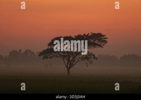 Un arbre solitaire se dresse sur un ciel de coucher de soleil orange avec de la brume à Netrokona, au Bangladesh Banque D'Images