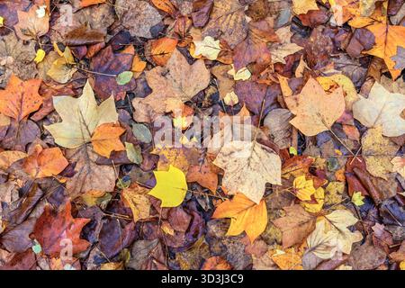 Feuilles d'automne sur le sol forestier - Ribaloche, Bossay-sur-Claise, Indre-et-Loire (37), France. Banque D'Images