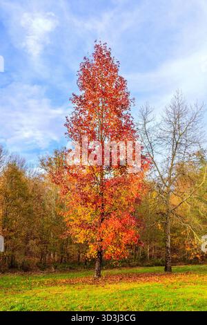 Acer / érable aux couleurs d'automne - Ribaloche, Bossay-sur-Claise, Indre-et-Loire (37), France. Banque D'Images