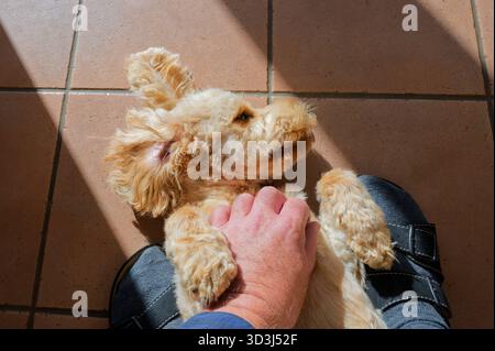 Der stille Genießer. Der Junge Cockapoo lässt sich in den Schlaf streicheln. Siegsdorf Bayern Deutschland *** le connaisseur tranquille le jeune Cockapoo se laisse caresser pour dormir Siegsdorf Bavière Allemagne Copyright : xRolfxPossx Banque D'Images