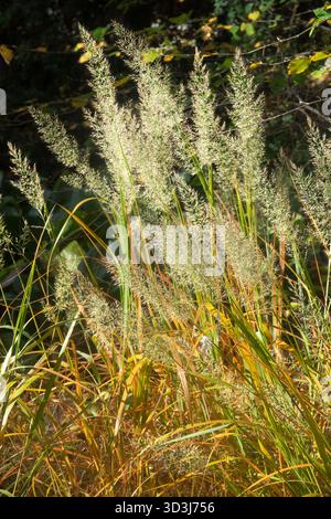 Plume coréenne, Calamagrostis arundinacea, jardin d'automne Reed Grass Banque D'Images