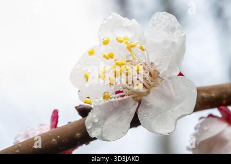 Gros plan d'une délicate fleur d'abricot recouverte de minuscules gouttelettes d'eau, accrochée à une branche pendant la saison printanière Banque D'Images