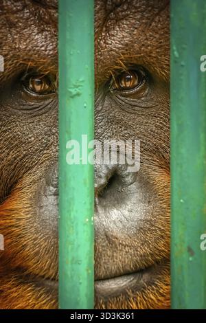 Close up d'un visage de grand orang-outan brun dans le zoo de Bukittingi, Sumatra, Indonésie Banque D'Images