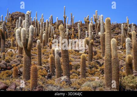 Grand cactus poussant sur une île au milieu du Salar de Uyuni, Bolivie Banque D'Images