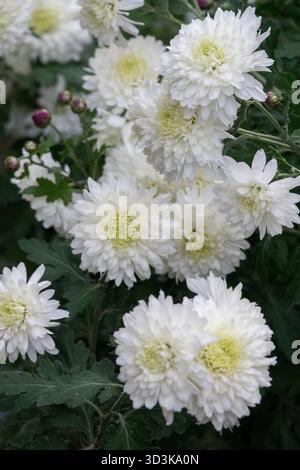 Blanc Chrysanthemum morifolium fleurs mamans Banque D'Images