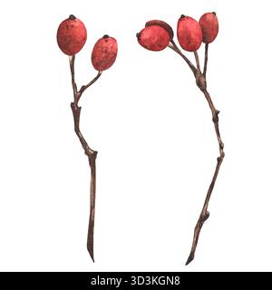 Baies rouges sur une branche, peintes à la main à l'aquarelle. Plante d'hiver. Fleur séchée. Vintage. Convient pour la conception, les cartes, le tissu et les livres. Banque D'Images