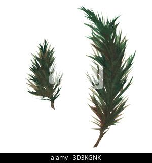 Branches d'épicéa et de pin peintes à la main à l'aquarelle. Un ensemble de branches d'épicéa pour concevoir des cartes, des livres, du tissu et des emballages. Fond blanc. Banque D'Images