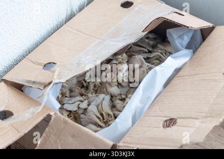 Champignons à huîtres dans la boîte de dessin animé Banque D'Images