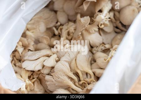 Champignons à huîtres dans la boîte de dessin animé Banque D'Images