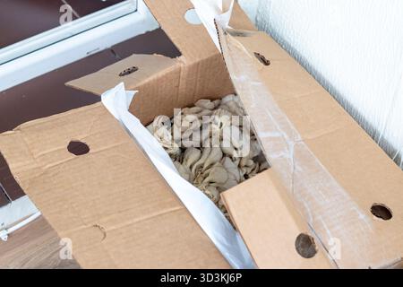 Champignons à huîtres dans la boîte de dessin animé Banque D'Images