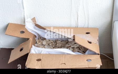 Champignons à huîtres dans la boîte de dessin animé Banque D'Images