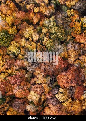Forêt étonnante et colorée dans la vue d'automne d'en haut. Banque D'Images