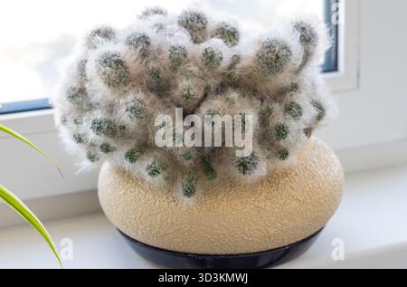 Mammillaria cactus, communément connu sous le nom de cactus poudré Banque D'Images