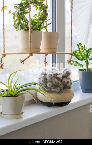 Mammillaria cactus, communément connu sous le nom de cactus poudré Banque D'Images