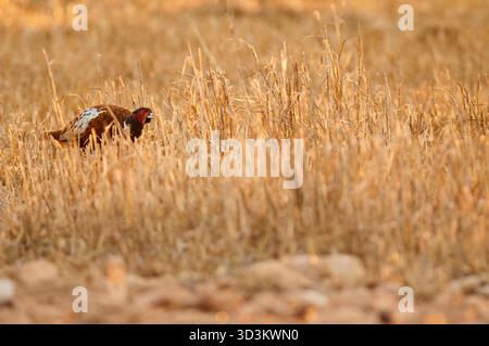Faisan commun mâle (Phasianus colchicus) avec une malformation du bec cachée dans un champ de blé au coucher du soleil (Porto Saler, Formentera, Îles Baléares) Banque D'Images