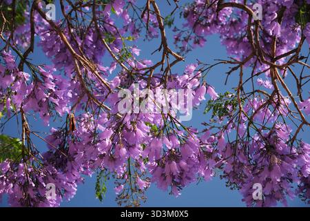 L'arbre jacaranda vibrant affiche de superbes fleurs violettes sous un ciel bleu clair à Lisbonne, capturant l'essence du printemps dans la ville. Banque D'Images
