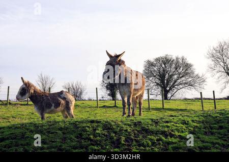 Deux ânes debout dans un champ, Saltford, près de Bristol, Angleterre, Sud-Ouest de l'Angleterre, ROYAUME-UNI. Prise en janvier 2025 Banque D'Images