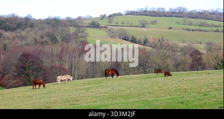 Poneys et moutons bruns pâturant sur une colline d'hiver, Saltford, près de Bristol, Angleterre, Sud-Ouest de l'Angleterre, ROYAUME-UNI. Prise en janvier 2025 Banque D'Images