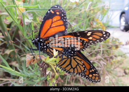 Paire de papillons monarques, Danaus plexippus Banque D'Images