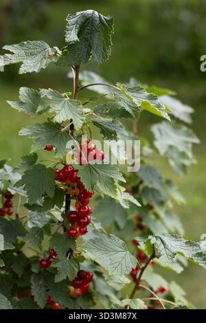 Grappes de groseille rouge mûre parmi les feuilles vertes Banque D'Images