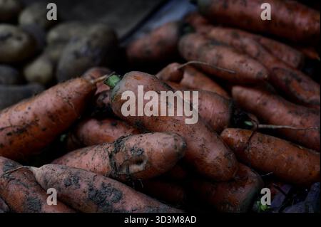 Des carottes fraîchement récoltées avec de la terre encore accrochée à leur peau Banque D'Images