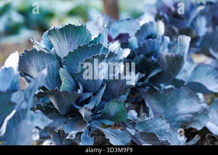 Chou rouge biologique dans le jardin potager. Gros plan de chou rouge frais poussant dans le sol sur un champ agricole. Agriculture biologique et alimentation saine. Banque D'Images