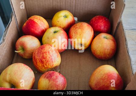 Pommes fraîches dans une boîte en carton, stockage de récolte de fruits biologiques sains, vitamines naturelles et fond alimentaire du marché agricole Banque D'Images