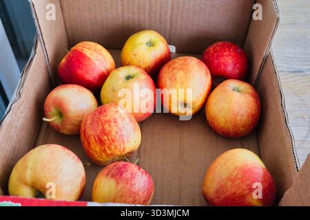 Pommes fraîches dans une boîte en carton, stockage de récolte de fruits biologiques sains, vitamines naturelles et fond alimentaire du marché agricole Banque D'Images