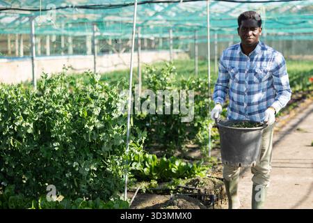 Jardinier afro-américain transportant un seau avec des mauvaises herbes en serre Banque D'Images