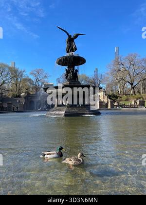 Les canards glissent sur les eaux tranquilles de Central Park. Banque D'Images