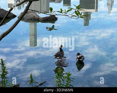 Les canards glissent sur les eaux tranquilles de Central Park. Banque D'Images