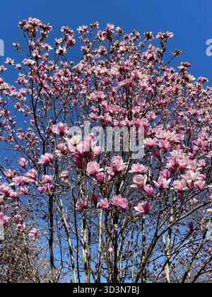 Une scène sereine de magnolia fleurit au cœur de Central Park. Banque D'Images