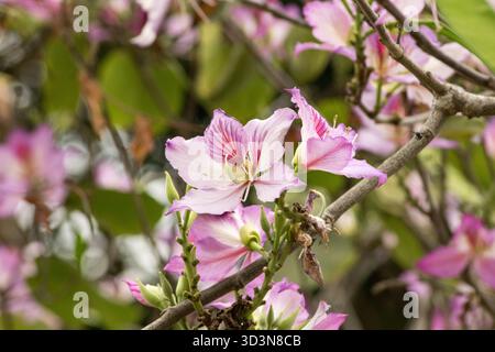 Un gros plan d'une fleur de Bauhinia capture des couleurs vives et une forme élégante, sur fond de nature floue et rêveuse. Banque D'Images
