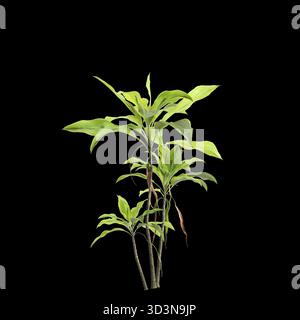 Cordyline fruticosa plants illustration 3d sur fond noir premium Banque D'Images