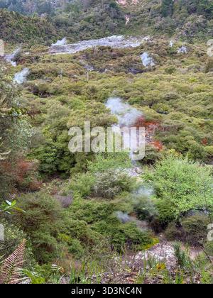 Vallée géothermique de Whakarewarewa. La vapeur s'échappe des évents au milieu d'une végétation verdoyante et brun rougeâtre sur les flancs des collines, mettant en valeur la géothermie active Banque D'Images